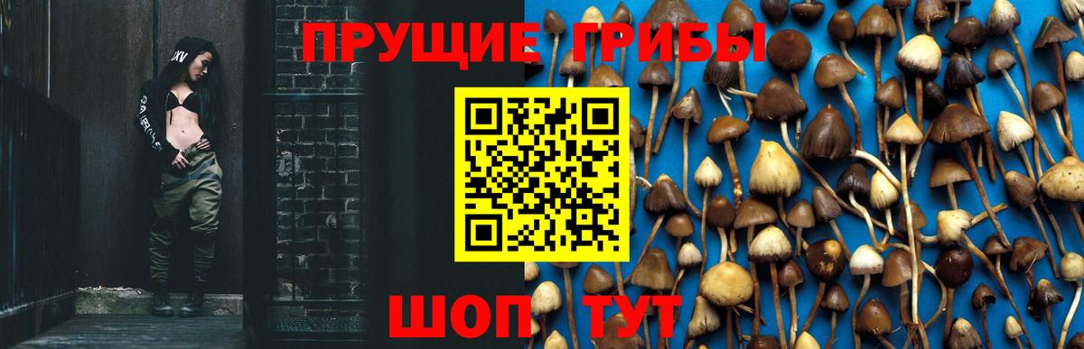 Галлюциногенные грибы Psilocybine cubensis Ялуторовск